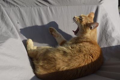 猎人的猫的照片