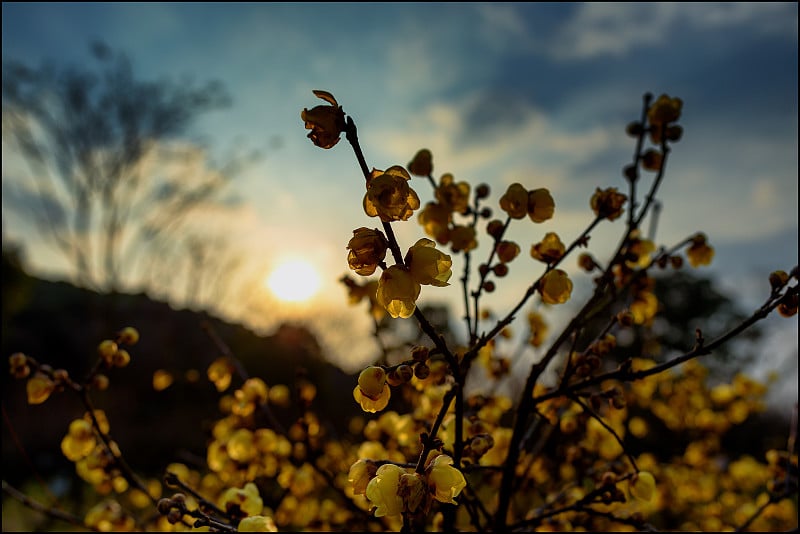 背光开花