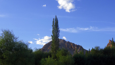 杨树树