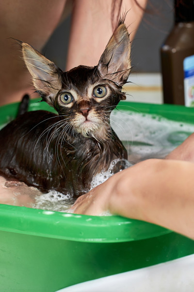 小猫在绿色的盆里洗。手抓着湿漉漉的小猫