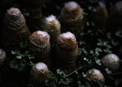 秘鲁老仙人掌(Cephalocereus senilis)的特写