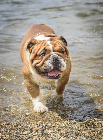 水中的英国斗牛犬