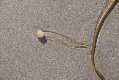 搁浅的海草漂浮