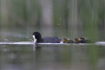 欧亚白骨顶(Fulica atra)，也被称为白骨顶，