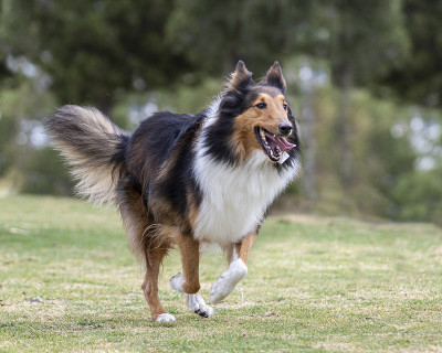 快乐的柯利犬在大自然中奔跑跳跃的肖像