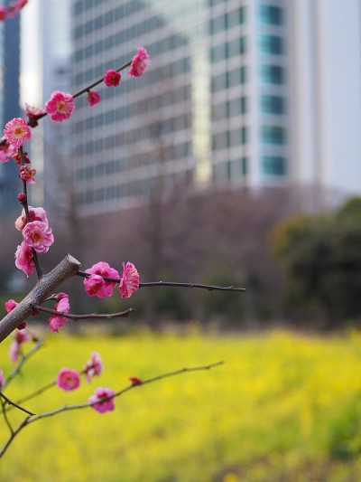 油菜花和梅花