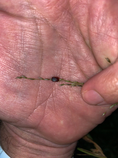 蜱虫粘在一个男人手里的一片草叶上