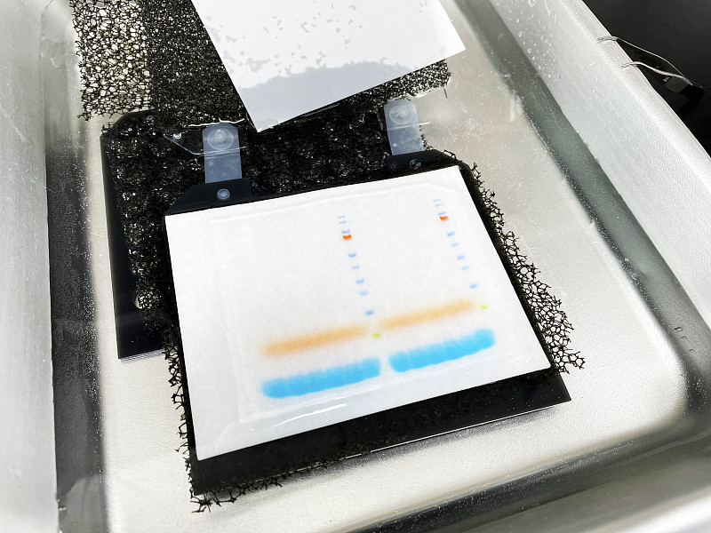 western blot、immunoblot的湿转移系统。SDS-PAGE凝胶是在纸张上转移缓冲液