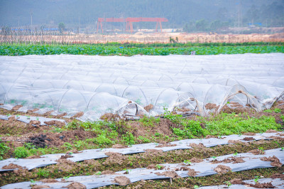 农用聚乙烯塑料在温室中新种植的苦瓜。