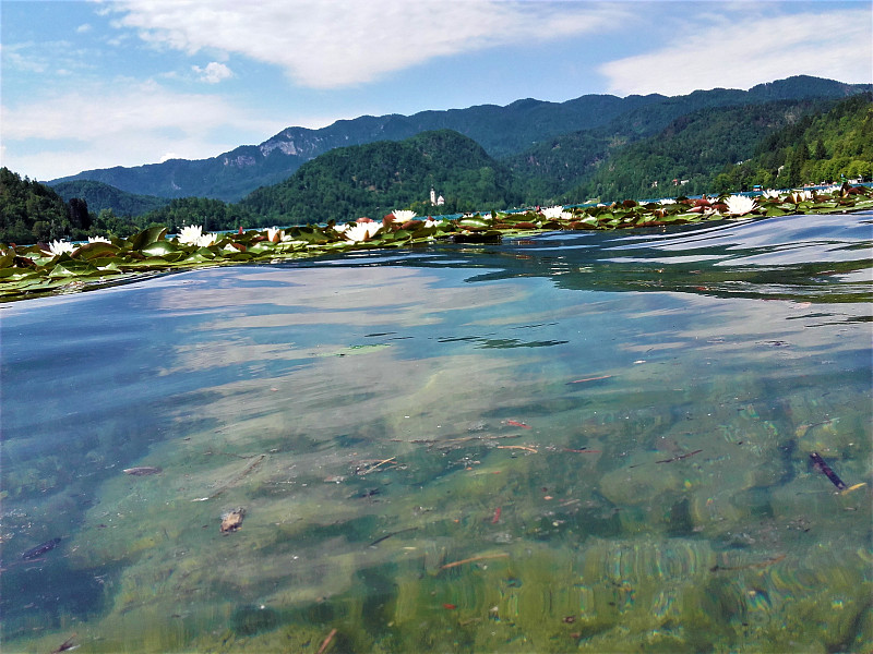 在布莱德岛前漂浮的湖水百合