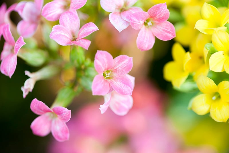 高凉菜属,花