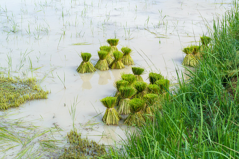 水稻树苗在水上