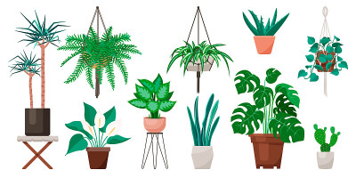 室内常见的白色背景植物
