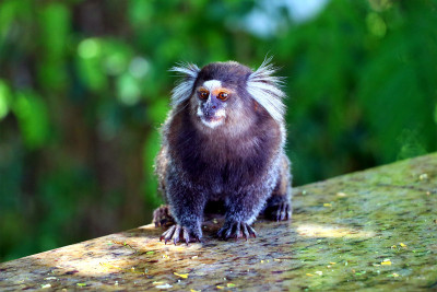 Common Marmoset (Callithrix jacchus) -巴西萨尔瓦多·da Ba