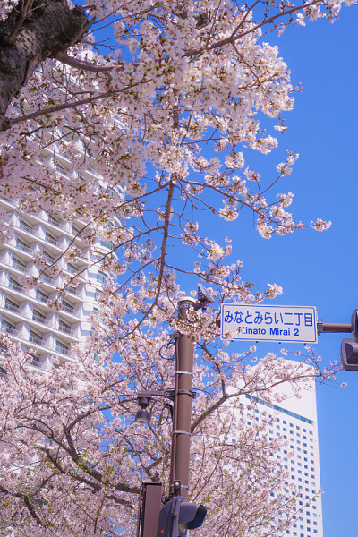 樱花和横滨港人未来的屋顶盛开