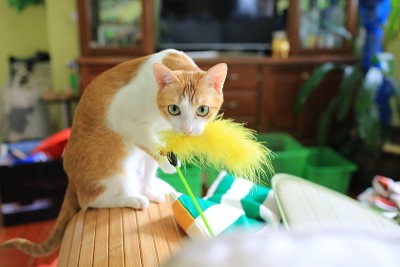 猫在教练上玩得开心