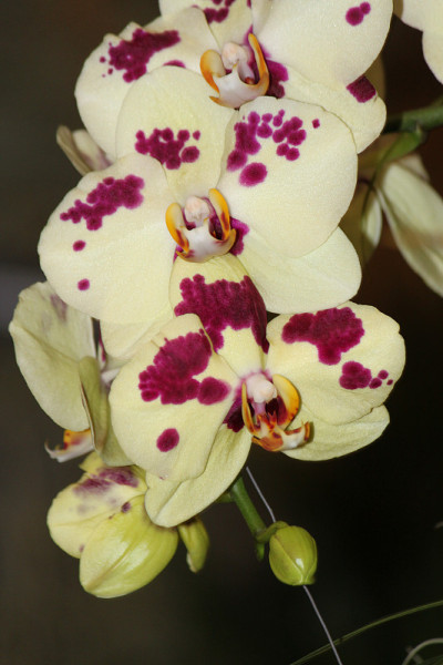 兰花的花