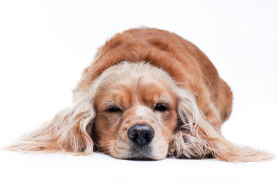 可卡犬