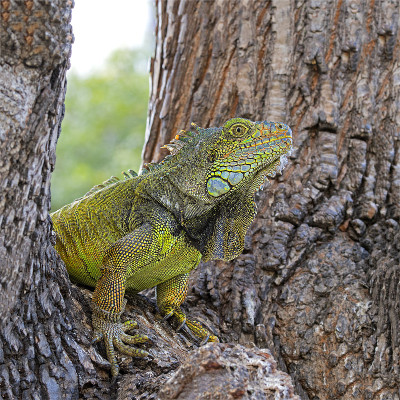 绿色鬣蜥(Iguana Iguana)看着，厄瓜多尔，南美