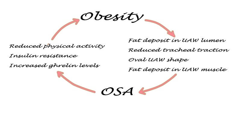 OSA与肥胖的关系