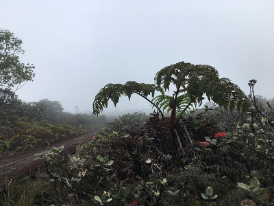 夏威夷考艾岛威美亚峡谷的阿拉凯沼泽小径。
