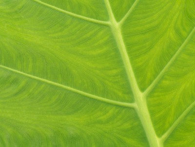 绿叶纹理特写作为自然背景。