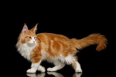 巨大的缅因猫孤立在黑色背景