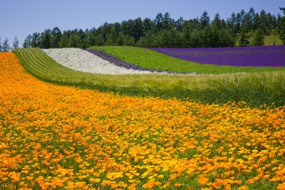花朵的花园
