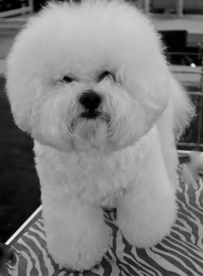 比熊犬
