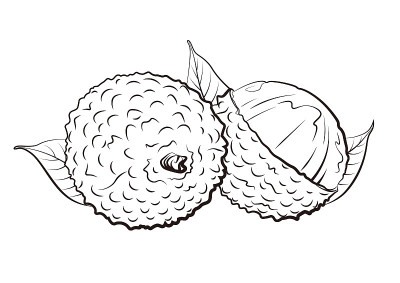 一组荔枝矢量插图