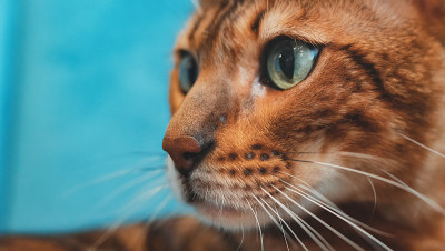 可爱的孟加拉猫的特写肖像。