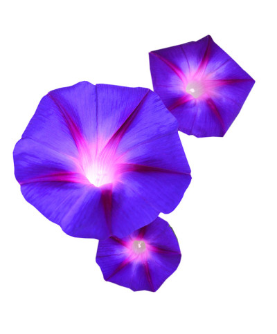 牵牛花的花是白色的