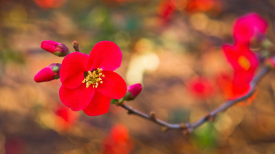 红色的花