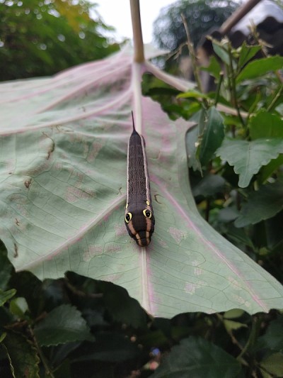 Catterpillar