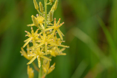 高山植物，有晨露(学名:Narthecium asiaticum)