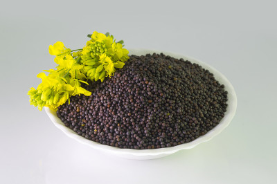 白色背景上的棕色芥菜花和种子