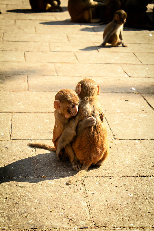 baby-monkey-hug