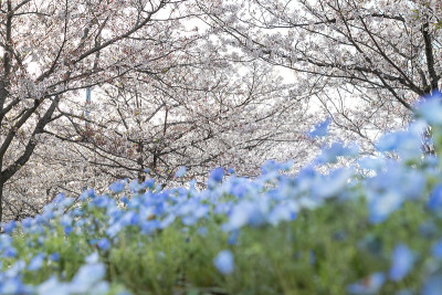 樱花广场樱花盛开和Nemophila习野市，千叶县日本