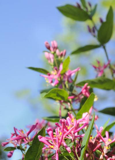 忍冬花
