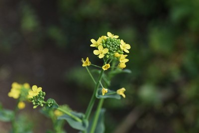 芥菜菠菜花