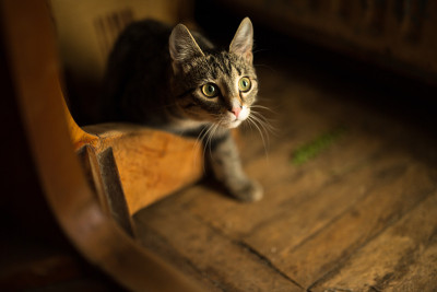 家育雌猫。家庭内部。
