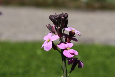 “壁花·鲍尔斯·莫夫”——双彩色“鲍尔斯·莫夫”
