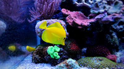 珊瑚礁水族馆的黄汤