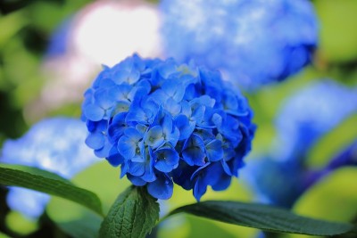 公园里盛开的绣球花