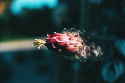 一种仙人掌的粉红色闭花雄蕊的细节