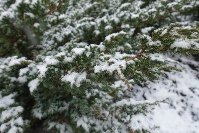 有鳞刺柏的树枝在冬天被雪覆盖