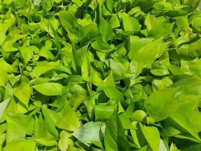 “白旗石灰”是一种匍匐植物，它的气生根附着在树上。作为盆栽植物种植来装饰花园。大楼里的木头能很好地吸