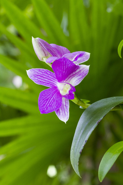 花园里的花