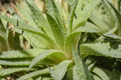 龙舌兰植物的特写