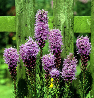 Liatris;spicata